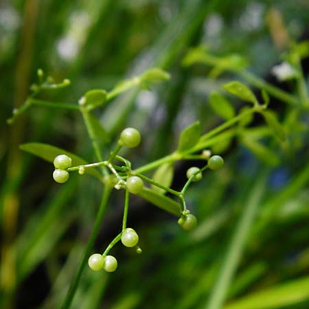 Galium palustre agg. \ Sumpf-Labkraut / Common Marsh Bedstraw, D Schwarzwald/Black-Forest, Kniebis 5.8.2015