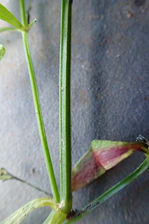 Galium elongatum \ Hohes Sumpf-Labkraut / Great Marsh Bedstraw, D Mannheim 27.9.2015