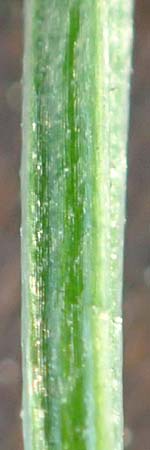 Galium elongatum \ Hohes Sumpf-Labkraut / Great Marsh Bedstraw, D Mannheim 27.9.2015