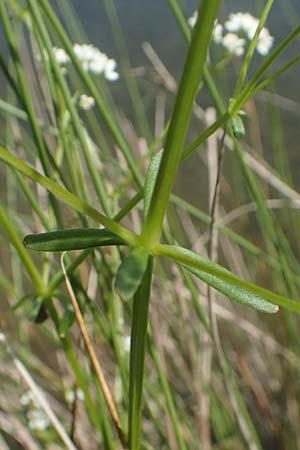 Galium elongatum \ Hohes Sumpf-Labkraut / Great Marsh Bedstraw, D G&uuml;nzburg 28.6.2016