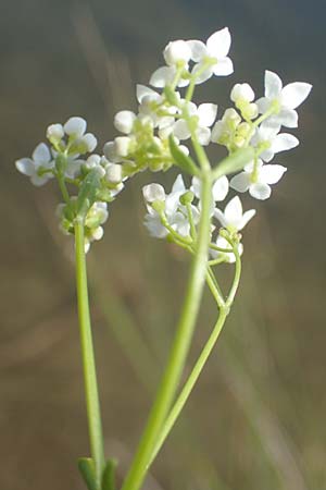 Galium elongatum \ Hohes Sumpf-Labkraut / Great Marsh Bedstraw, D G&uuml;nzburg 28.6.2016
