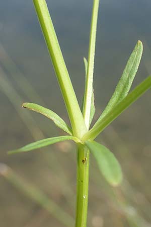 Galium elongatum \ Hohes Sumpf-Labkraut / Great Marsh Bedstraw, D G&uuml;nzburg 28.6.2016