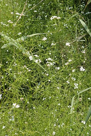 Galium elongatum \ Hohes Sumpf-Labkraut / Great Marsh Bedstraw, D Philippsburg 7.7.2018