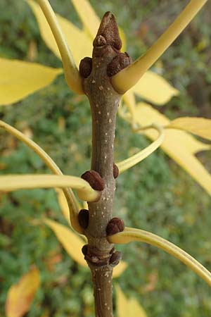 Fraxinus pennsylvanica \ Gr�n-Esche, Rot-Esche / Green Ash, D Mannheim 11.10.2019