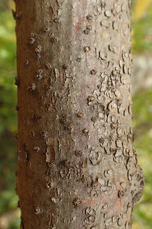 Fraxinus pennsylvanica \ Gr�n-Esche, Rot-Esche / Green Ash, D Mannheim 11.10.2019