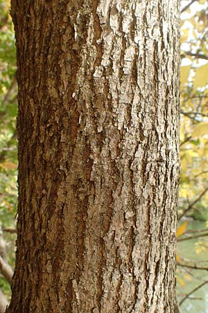 Fraxinus pennsylvanica \ Gr�n-Esche, Rot-Esche / Green Ash, D Mannheim 11.10.2019