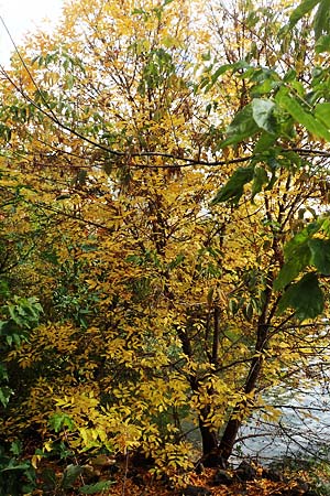 Fraxinus pennsylvanica \ Gr�n-Esche, Rot-Esche / Green Ash, D Mannheim 11.10.2019