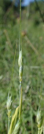 Hordeum distichon \ Zweizeilige Gerste / Two-Rowed Barley, D Neuleiningen 13.6.2021