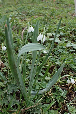 Galanthus elwesii \ T�rkisches Schneegl�ckchen, Gro�es Schneegl�ckchen / Giant Snowdrop, D Mannheim 3.2.2022