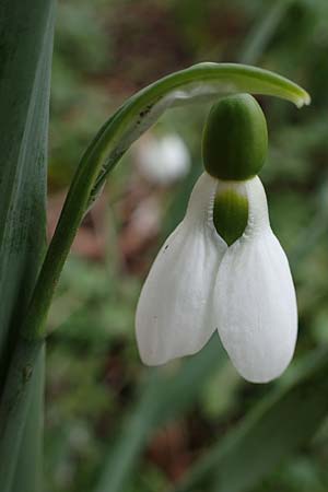 Galanthus elwesii \ T�rkisches Schneegl�ckchen, Gro�es Schneegl�ckchen / Giant Snowdrop, D Mannheim 3.2.2022