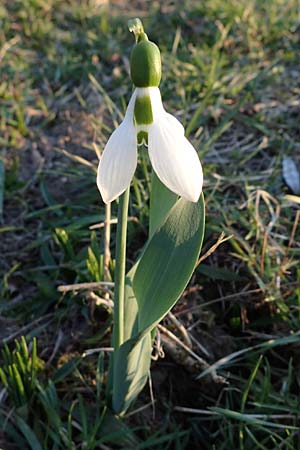 Galanthus elwesii \ T�rkisches Schneegl�ckchen, Gro�es Schneegl�ckchen / Giant Snowdrop, D Mannheim 2.3.2022