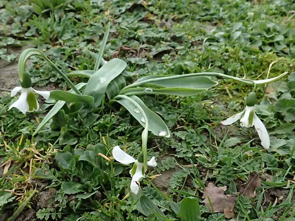 Galanthus elwesii \ T�rkisches Schneegl�ckchen, Gro�es Schneegl�ckchen / Giant Snowdrop, D Ludwigshafen 20.2.2024