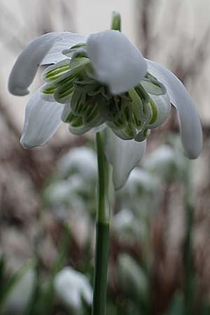 Galanthus nivalis \ Echtes Schneegl�ckchen / Snowdrop, D Mannheim 3.2.2022