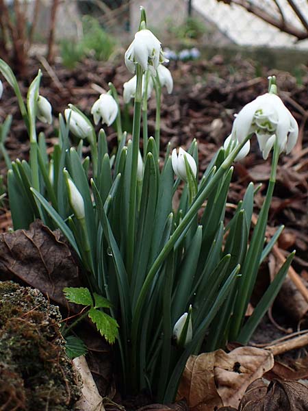 Galanthus nivalis \ Echtes Schneegl�ckchen / Snowdrop, D Mannheim 3.2.2022