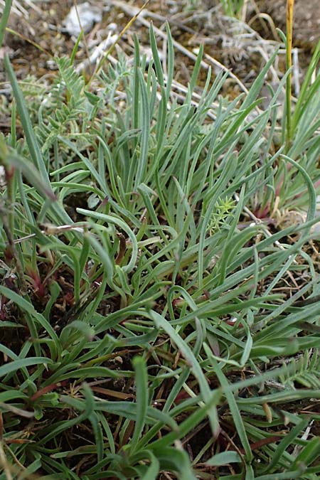 Gypsophila fastigiata \ B�schel-Gipskraut / Gypsophila, D Th&uuml;ringen, Bad Frankenhausen 8.6.2022