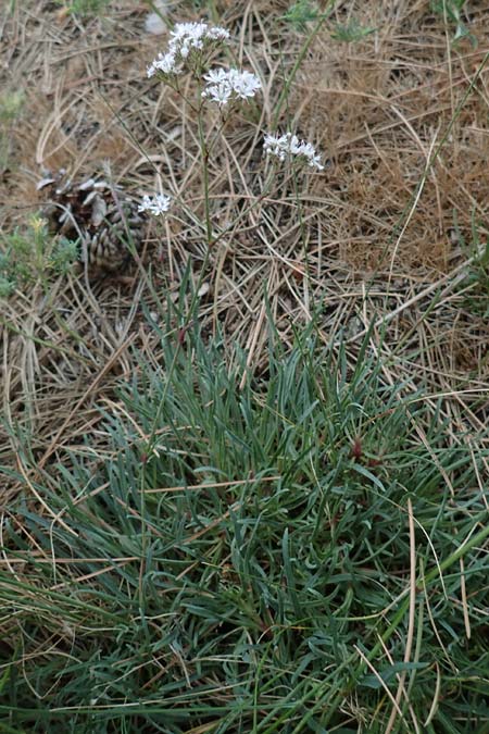 Gypsophila fastigiata, B&uuml;schel-Gipskraut