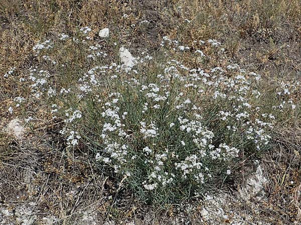 Gypsophila fastigiata \ B�schel-Gipskraut / Gypsophila, D Th&uuml;ringen, Hemleben 12.6.2023