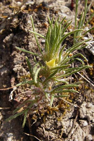 Ajuga chamaepitys \ Gelber G�nsel / Ground Pine, D Limburg 22.5.2015