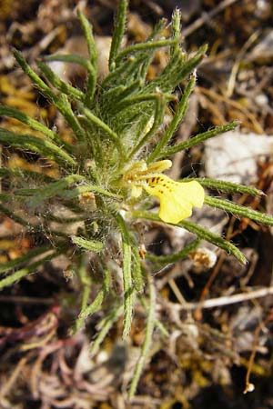 Ajuga chamaepitys \ Gelber G�nsel / Ground Pine, D Limburg 22.5.2015