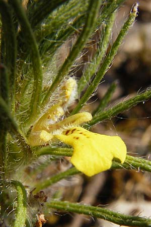 Ajuga chamaepitys \ Gelber G�nsel / Ground Pine, D Limburg 22.5.2015