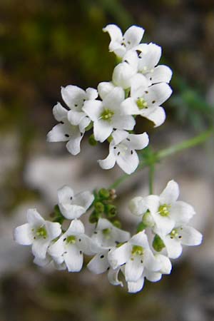 Galium glaucum \ Blaugr�nes Labkraut / Glaucous Bedstraw, Waxy Bedstraw, D M&ouml;ttingen-Lierheim 2.6.2015