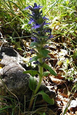 Ajuga genevensis \ Genfer G�nsel, Heide-G�nsel / Blue Bugle, D Fridingen 3.6.2015