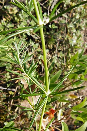Galium glaucum \ Blaugr�nes Labkraut / Glaucous Bedstraw, Waxy Bedstraw, D Bad M&uuml;nster am Stein 6.6.2015