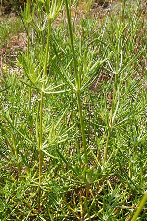 Galium glaucum \ Blaugr�nes Labkraut / Glaucous Bedstraw, Waxy Bedstraw, D Bad M&uuml;nster am Stein 6.6.2015