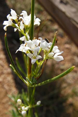 Galium glaucum \ Blaugr�nes Labkraut / Glaucous Bedstraw, Waxy Bedstraw, D Bad M&uuml;nster am Stein 6.6.2015
