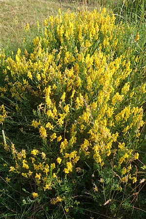 Genista germanica \ Deutscher Ginster / German Broom, D Bensheim 24.6.2016