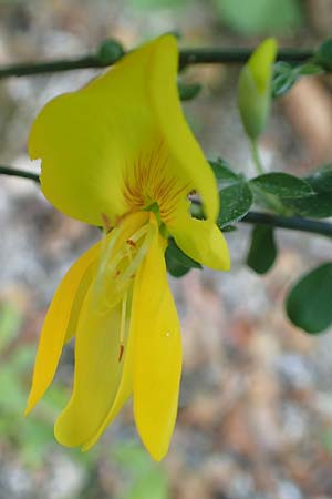 Genista germanica \ Deutscher Ginster / German Broom, D Oberlaudenbach 28.4.2018