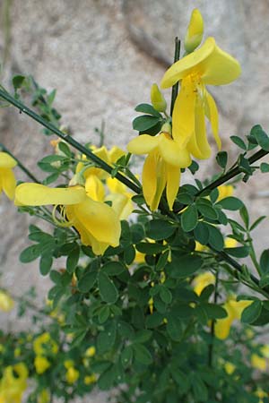 Genista germanica \ Deutscher Ginster / German Broom, D Oberlaudenbach 28.4.2018