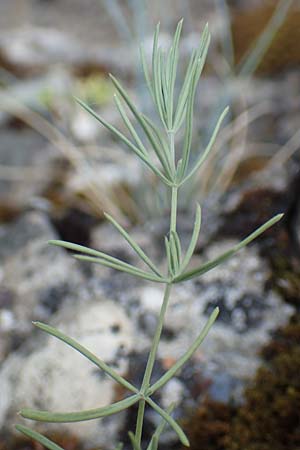 Galium glaucum \ Blaugr�nes Labkraut / Glaucous Bedstraw, Waxy Bedstraw, D Istein 25.6.2018