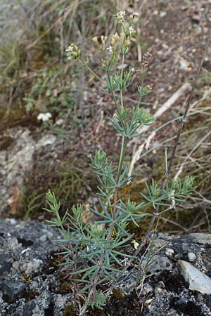 Galium glaucum \ Blaugr�nes Labkraut / Glaucous Bedstraw, Waxy Bedstraw, D Istein 25.6.2018