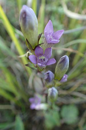 Gentianella germanica \ Deutscher Kranzenzian, Deutscher Enzian / Chiltern Gentian, D Grettstadt 5.9.2018