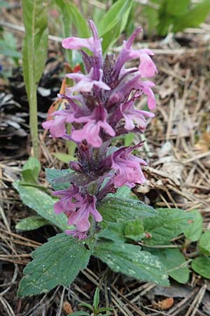 Ajuga genevensis \ Genfer G�nsel, Heide-G�nsel / Blue Bugle, D Schwetzingen 15.5.2020