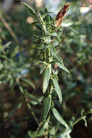 Genista germanica \ Deutscher Ginster / German Broom, D Brensbach 10.10.2020