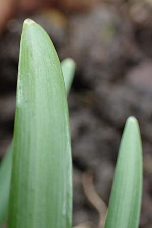 Galanthus nivalis \ Echtes Schneegl�ckchen / Snowdrop, D Mannheim 3.2.2022