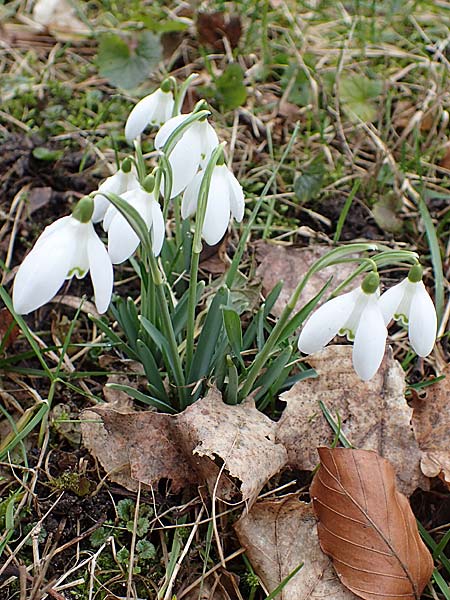 Galanthus nivalis \ Echtes Schneegl�ckchen / Snowdrop, D Mannheim 3.2.2022