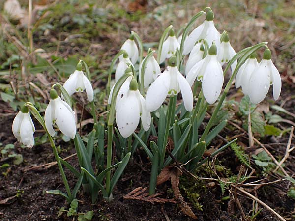Galanthus nivalis \ Echtes Schneegl�ckchen / Snowdrop, D Mannheim 3.2.2022