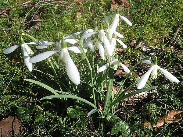 Galanthus nivalis \ Echtes Schneegl�ckchen / Snowdrop, D Mannheim 9.2.2022