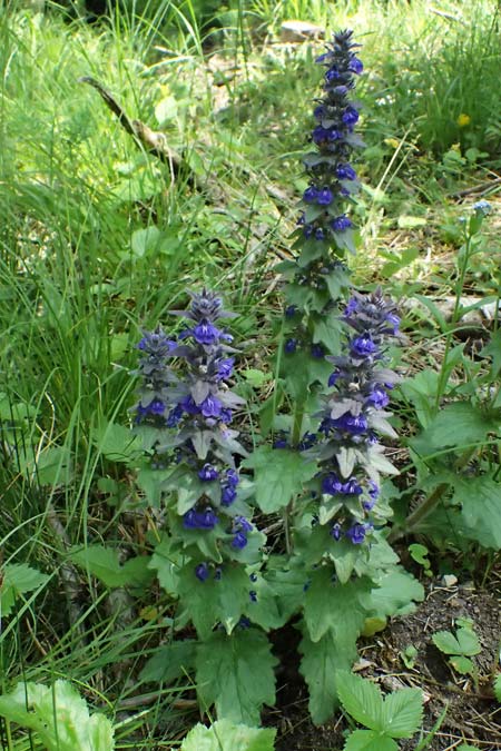 Ajuga genevensis \ Genfer G�nsel, Heide-G�nsel / Blue Bugle, D Eiersheim 31.5.2025