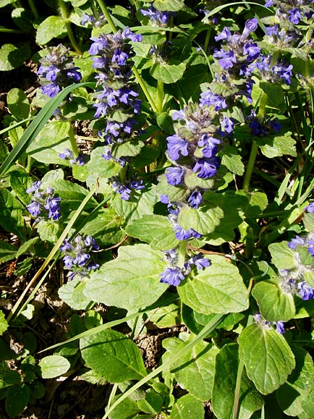 Ajuga x hybrida \ G�nsel-Hybride / Hybrid Bugle, D Bensheim 6.5.2015