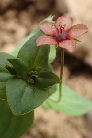 Lysimachia arvensis \ Acker-Gauchheil / Scarlet Pimpernel, Poisonweed, D M&ouml;mlingen 16.7.2016