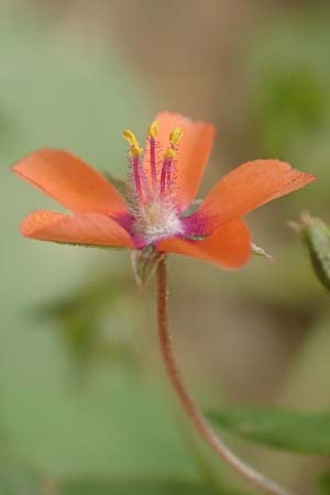 Lysimachia arvensis \ Acker-Gauchheil / Scarlet Pimpernel, Poisonweed, D M&ouml;mlingen 16.7.2016