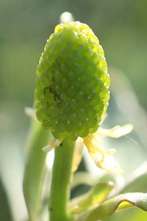 Ranunculus sceleratus \ Gift-Hahnenfu� / Celery-Leaved Buttercup, D B&uuml;rstadt 5.10.2016