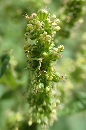 Blitum bonus-henricus \ Guter Heinrich / Good King Henry, D Dilsberg 24.5.2020