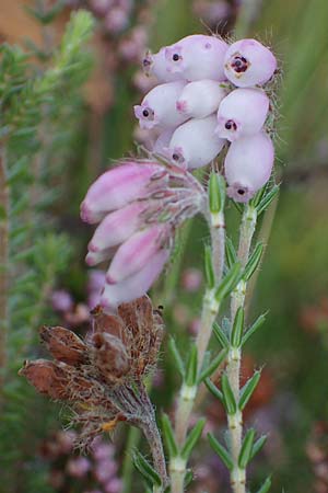 Erica tetralix \ Moor-Glockenheide / Cross-Leaved Heath, D Elmpt 6.9.2021