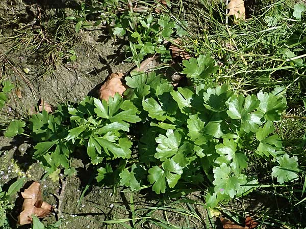 Ranunculus sceleratus \ Gift-Hahnenfu� / Celery-Leaved Buttercup, D Mannheim 29.8.2024