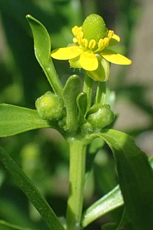 Ranunculus sceleratus \ Gift-Hahnenfu� / Celery-Leaved Buttercup, D Mannheim 29.8.2024